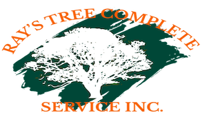 Tree removal service